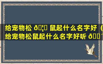 给宠物松 🦄 鼠起什么名字好（给宠物松鼠起什么名字好听 🐴 点）